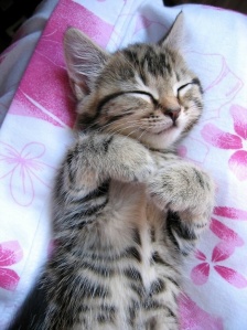 sleeping_baby_kitten