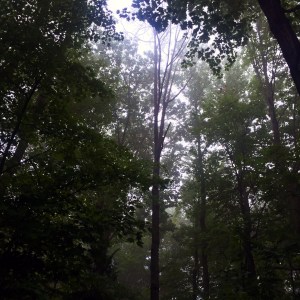 50 Shades of Green at MAU.